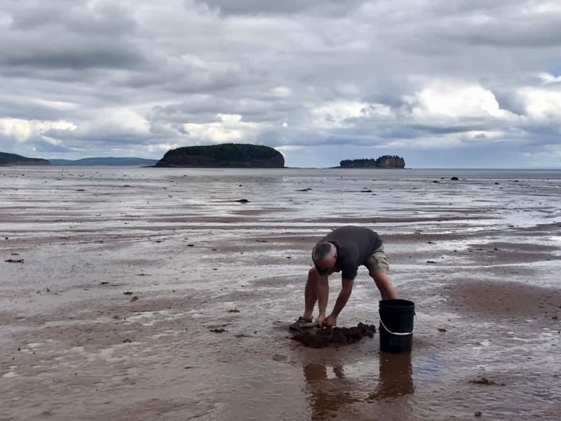 Digging for clams on the Bay of Fundy sea floor at low tide, with the Two Islands in the distance